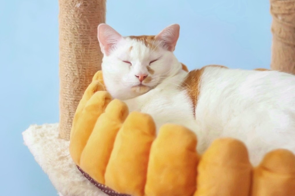 In Kontakt bleiben. Bei jedem Besuch bekommst Du von uns ein Update mit Fotos und Videos Deiner Katze via WhatsApp, Telegram oder SMS. So bleibst Du immer auf dem Laufenden und kannst sicher sein, dass es Deiner Katze gut geht.